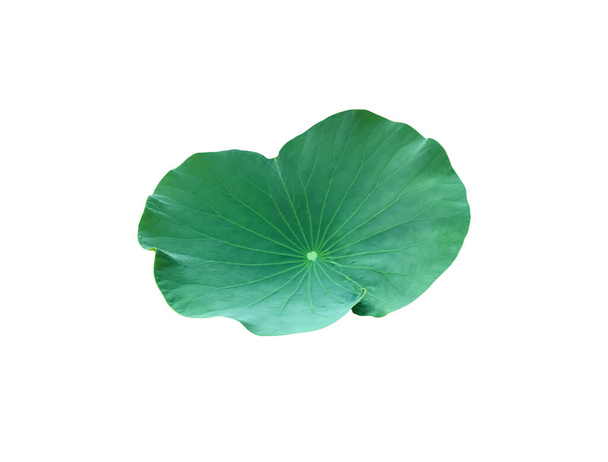 Isolated small potted waterlily or lotus leaf with clipping paths. - Photo, Image