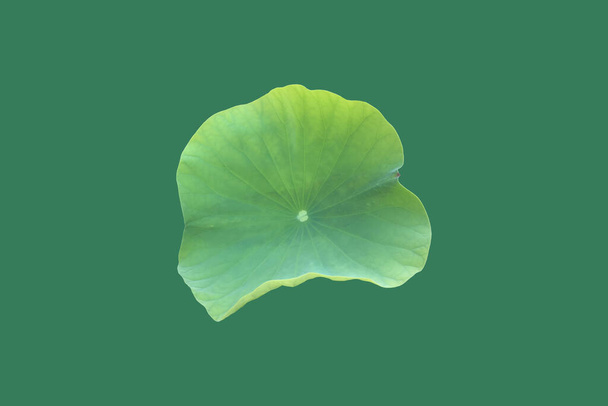 Izolowane małe lilie wodne doniczkowe lub liść lotosu ze ścieżkami wycinania. - Zdjęcie, obraz