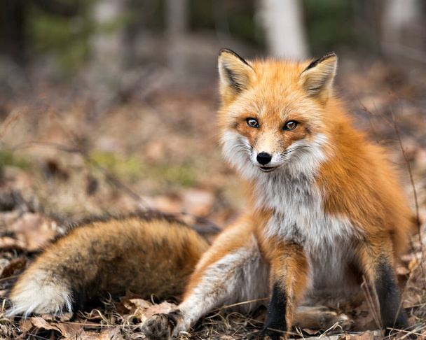 Red Fox close-up profielweergave kijkend naar camera in het voorjaarsseizoen met een wazige berkenboomachtergrond in zijn omgeving en habitat. Afbeelding. Portret. Fox Image. - Foto, afbeelding
