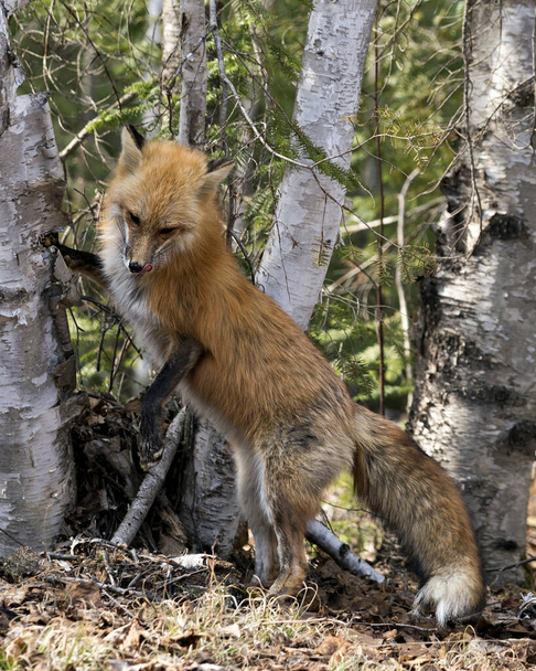 Red fox close-up profile view in the spring season displaying fox tail, fur, in its environment and habitat with a coniferous trees background and moss on ground. Fox Image. Picture. Portrait. Photo. - Φωτογραφία, εικόνα