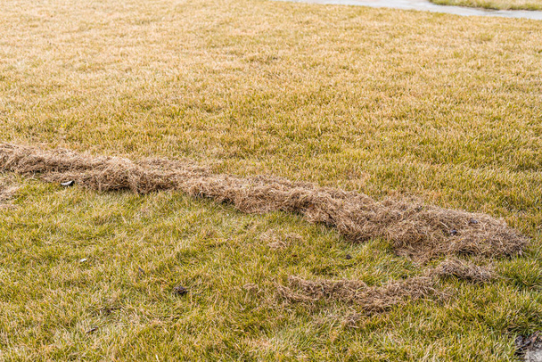 Розчісування пожовклих газонів з сухої трави після зими
 - Фото, зображення