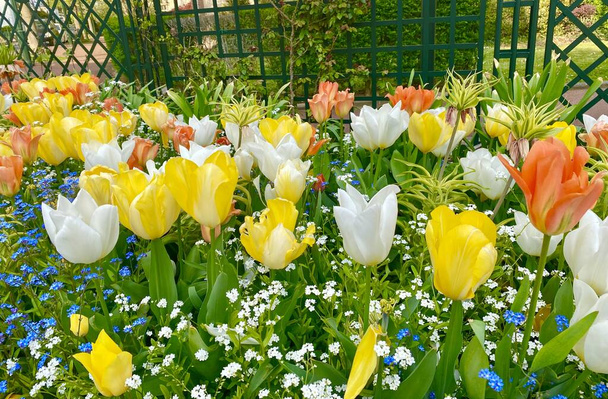 Een prachtige kleurrijke tuin met bloeiende bloemen in het voorjaar - Foto, afbeelding