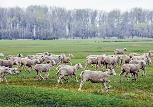 Sheep on the meadow in winter time - Fotoğraf, Görsel