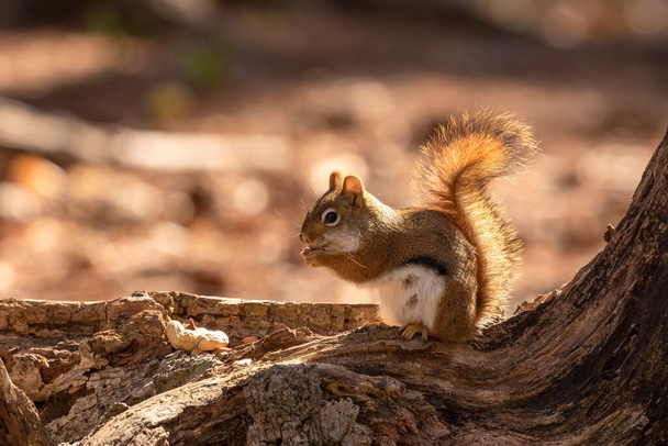 Amerikanisches Rotes Eichhörnchen (Tamiasciurus hudsonicus), bekannt als Kiefernhörnchen, Nordamerikanisches Rotes Eichhörnchen und Chickaree. - Foto, Bild