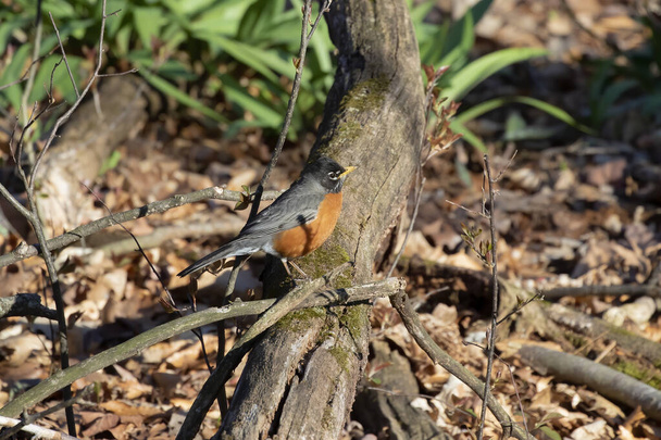 O robin americano (Turdus migratorius) no parque - Foto, Imagem