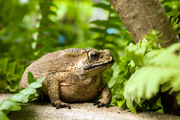 Common toad siting on the ground, in the natural environment. - Photo, Image