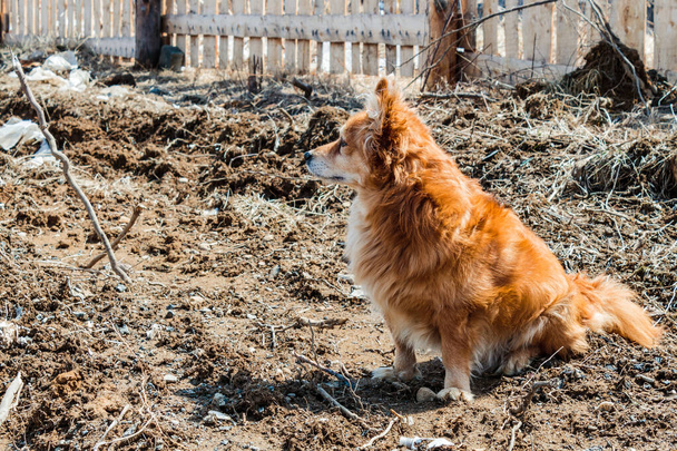 Un alegre y alegre perro pelirrojo está tomando el sol de primavera en una casa de campo fuera de la ciudad. - Foto, imagen