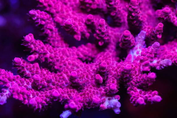 Beautiful coral in reef aquarium tank. Macro shot. Selective focus. - Foto, Imagem