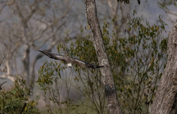 Crested Hawk-Eagle (Nisaetus cirrhatus) - gatunek dużego ptaka drapieżnego z rodziny rączycowatych (Accipitridae).. - Zdjęcie, obraz