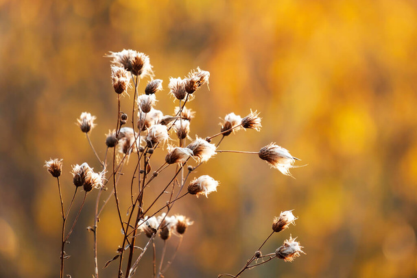 topos secos de plantas contra fundo de outono, foco seletivo forte desfoque - Foto, Imagem