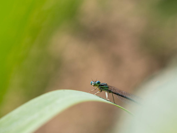 White-legged damselfy (Platycnemis pennipes) male sitting on green blade of grass - Photo, Image