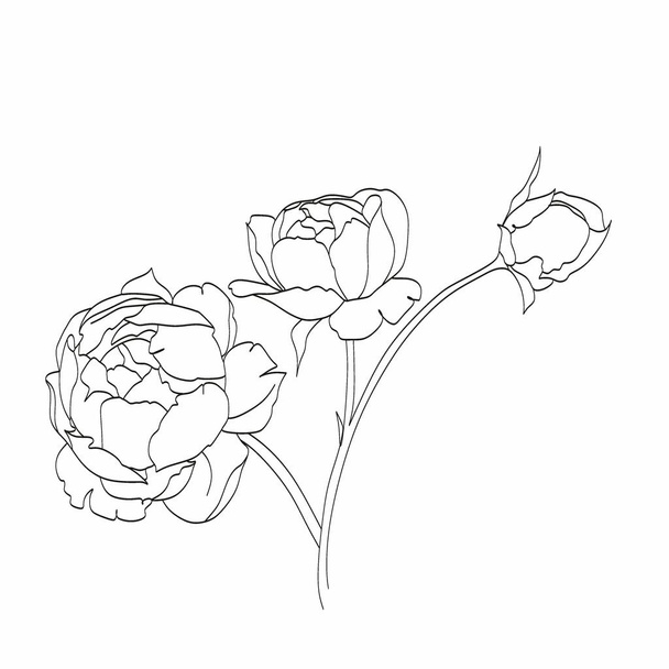 Dibujo de Peony Line. Flor línea de arte vector. Peonías Logo botánico - Vector, Imagen