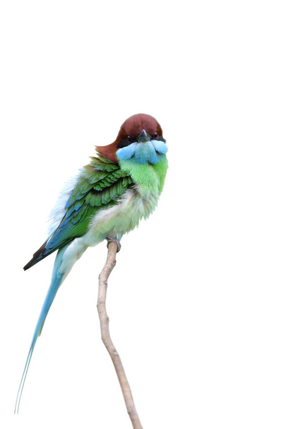 hermoso pájaro de múltiples colores con cabeza verde, azul y rojo posando en la rama delgada aislada sobre fondo blanco, tragador de abejas de garganta azul - Foto, Imagen