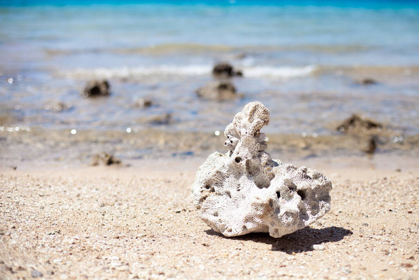Een groot deel van dood koraal op een strand op de achtergrond van de Rode Zee. Schatten van de zee, zee en oceaan bescherming concept. Sluiten.. - Foto, afbeelding