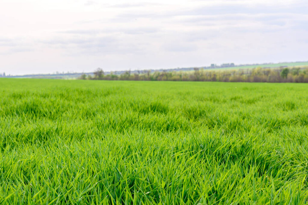 Gebied van verse groene gras textuur als achtergrond, top close-up uitzicht, horizontaal - Foto, afbeelding