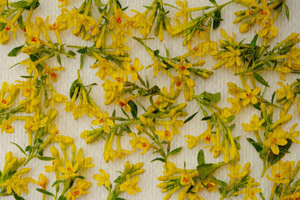 vintage background or texture consisting of many small twigs with yellow spring flowers arranged in a chaotic manner  - Photo, Image