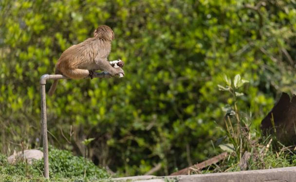 Macaco Rhesus (Macaca mulatta) ou Macaco Indiano tring para beber água da guia de água seca na floresta. - Foto, Imagem