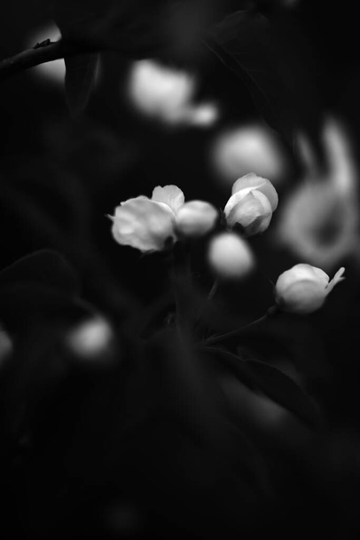 black and white apple tree, apple blossom close-up, plant art photo - Φωτογραφία, εικόνα