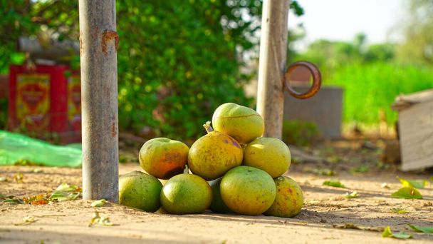 一般的にベールとして知られている新鮮に収穫されたイーグルマルメロ、ベンガル料理、黄金のリンゴ、日本の苦いオレンジ、石のリンゴまたは木のリンゴは、地面にあります。. - 写真・画像