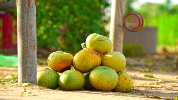A Bael gyümölcsök táplálkozási célra szolgálnak, és a gyümölcspépet olyan finomságok készítésére használják, mint a murabba, puding és gyümölcslé.. - Fotó, kép