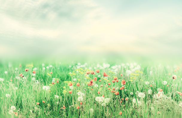 Güneş ve çiçekler, güzel bağbozumu yaz yatay - Fotoğraf, Görsel
