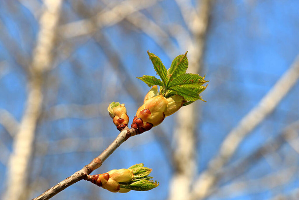 Baharın başında güzel parlak kestane tomurcuğu - Fotoğraf, Görsel