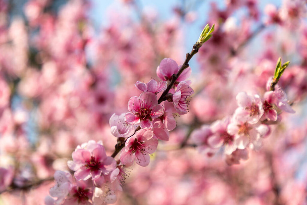 A selective focus shot of a blossoming tree with pink flowers - Zdjęcie, obraz