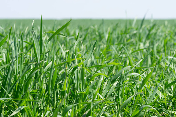 A closeup of green grass outdoors during daylight - Фото, изображение