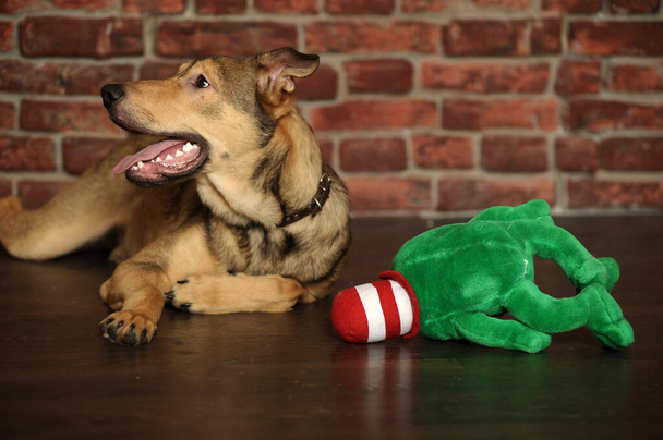 cute brown mongrel dog on the floor with a toy - Photo, image