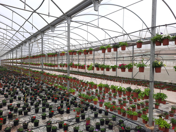 Kaupankäynti; Kasvihuone täynnä kukkaruukkuja valmis markkinointiin - Valokuva, kuva