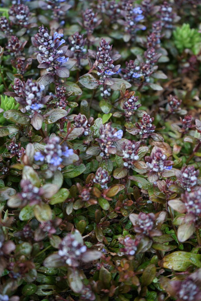 Ajuga reptans, bugle, blue bugle, bugleherb, bugleweed, carpetweed, carpet bugleweed, common bugle, St. Lawrence plant. It is an herbaceous flowering plant, in the mint family. Berlin, Germany - Photo, Image