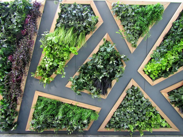 Plantas de hiedra artificial en cajas de pared, concepto de jardín vertical. - Foto, imagen