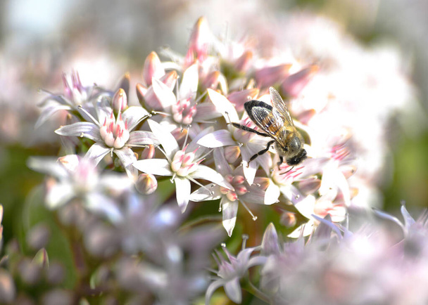 abelha à procura de pólen em flores silvestres - Foto, Imagem