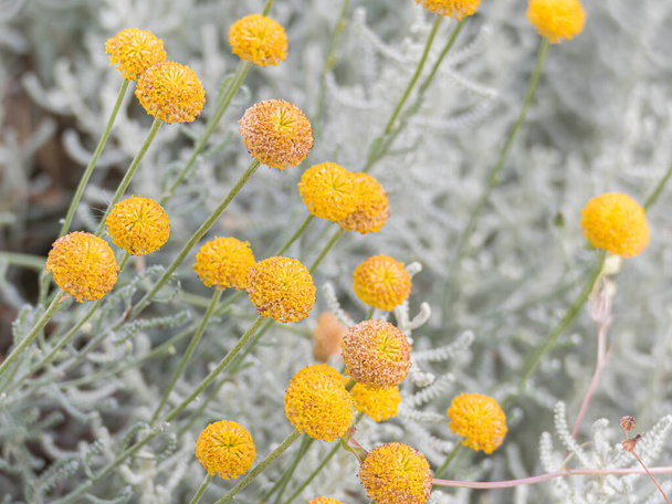pianta cotone lavanda con fiori gialli in estate Santolina chamaecyparissus - Foto, immagini