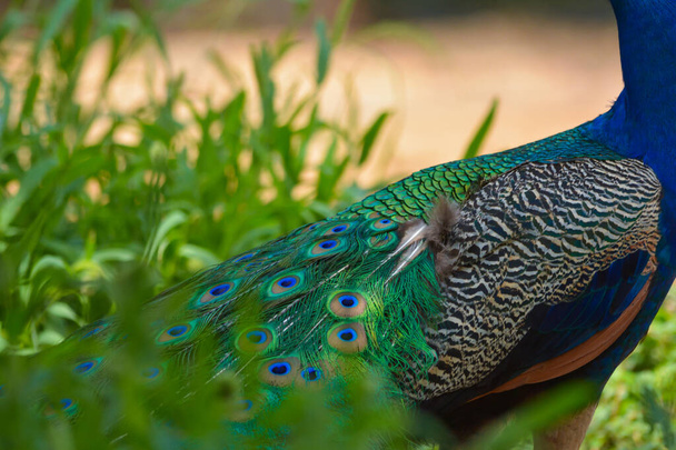 Peacock close-up schot, lichaam en fethers - Foto, afbeelding
