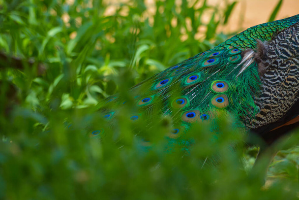 Peacock close up shot, body and fethers - Photo, Image
