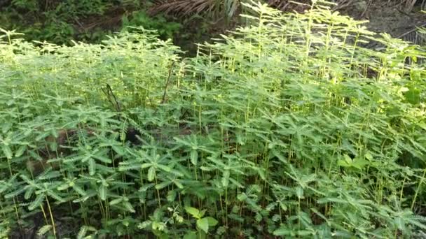 krzewy chwastów Phyllanthus urinaria rosnące na polu - Materiał filmowy, wideo