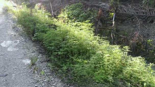 arbustos de Phyllanthus urinaria hierba que crece en el campo - Metraje, vídeo