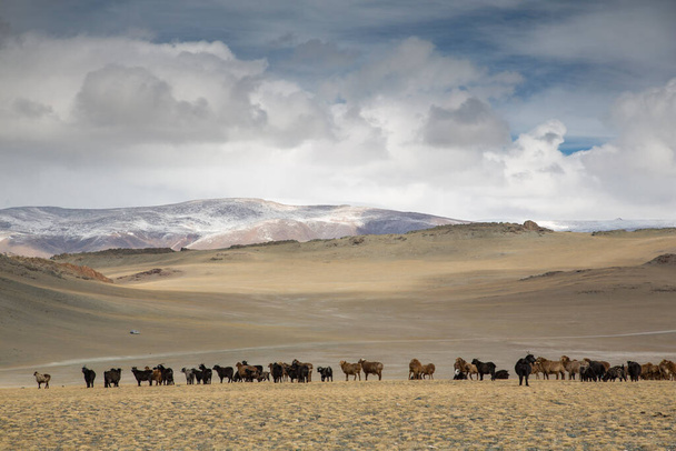 juhok nagy csoportja legeltetés mongol sztyeppén - Fotó, kép
