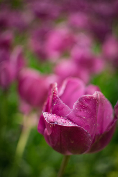 A vertical shot of water droplets on beautiful blooming tulips - Foto, Imagem