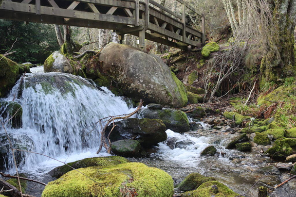 красивий ліс дерев річки водоспади вода зелений мох вологи
 - Фото, зображення