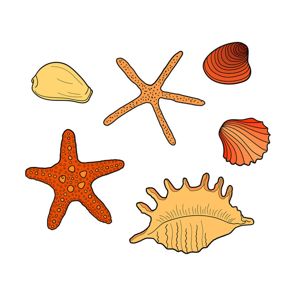 貝殻がセットされた。貝殻のコレクションは様々な形をしている。手描きベクトルカラフルなイラスト。海兵隊セット。招待状、グリーティングカード、ポスター、バナー、チラシなどのデザイン要素. - ベクター画像