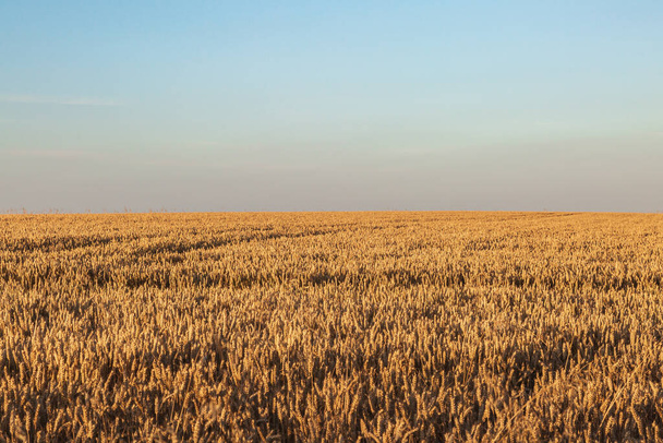 A Field of Golden Cereal Crops in Summer - Φωτογραφία, εικόνα