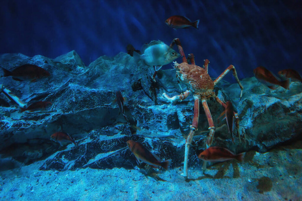 Obří pavouk nebo japonský král krab kráčí po skále s mnoha plaveckými rybami pod vodou Nagojského akvária v Japonsku. slavná destinace pro cestování těšit Sealife v Chubu. - Fotografie, Obrázek