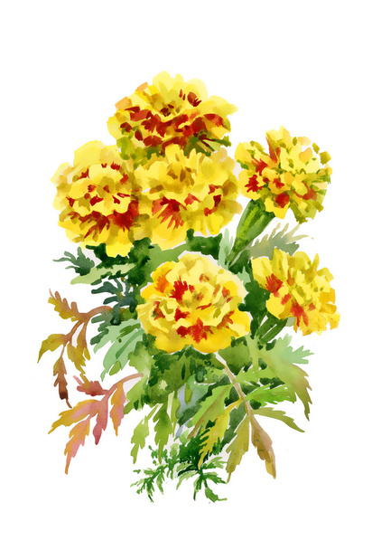 Tagetes  flowers - Foto, afbeelding