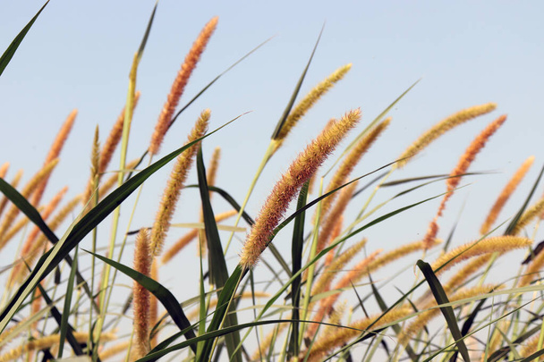 зеленый цвет травы фирмы с цветами для корма для животных - Фото, изображение