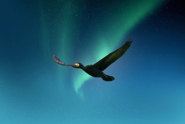 Cormorán detallado en vuelo con alas extendidas. Contra aurora verde y azul. Aurora boreal. Fenómenos naturales, luz espectacular. - Foto, imagen
