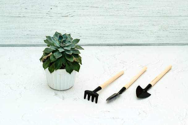 Potted succulent echeveria with garden transplant tools. - 写真・画像