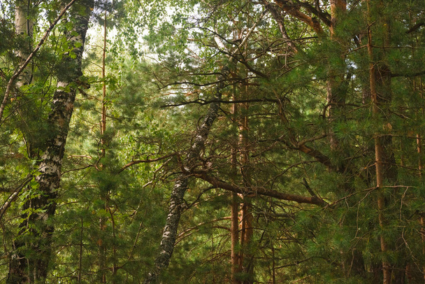 Green forest, branches, grass, leaves in summer - Fotografie, Obrázek