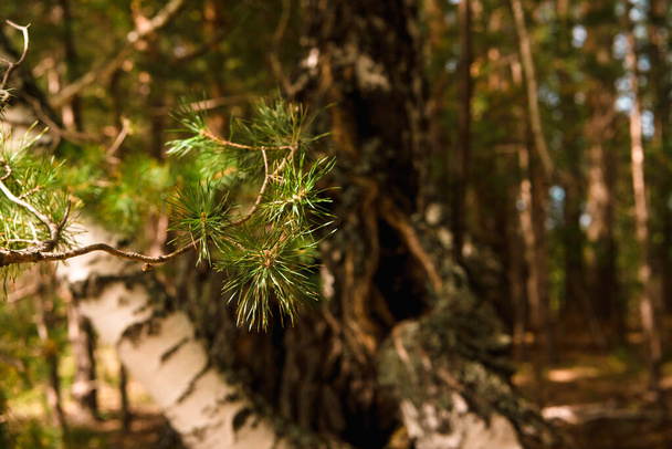 Зеленый лес, ветви, мох летом - Фото, изображение